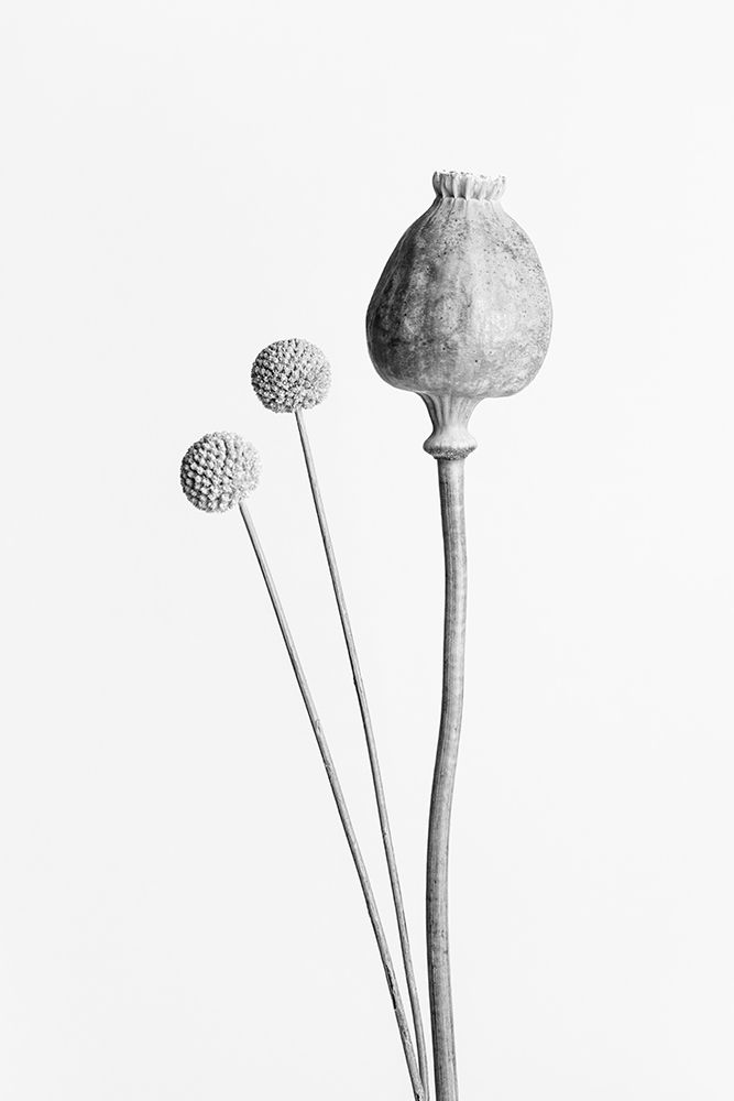 Poppy Seed Capsule Black and White art print by 1x Studio III for $57.95 CAD