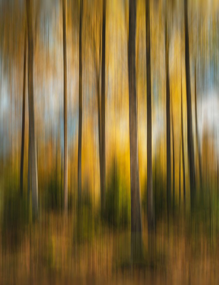 Autumn Forest Shaky art print by Christian Lindsten for $57.95 CAD