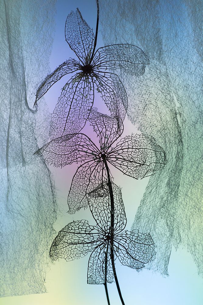 3 Flowers art print by Shihya Kowatari for $57.95 CAD