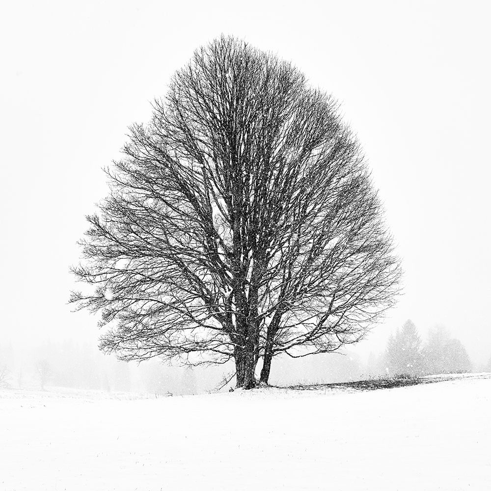 LONELY TREE art print by Martin Froyda for $57.95 CAD