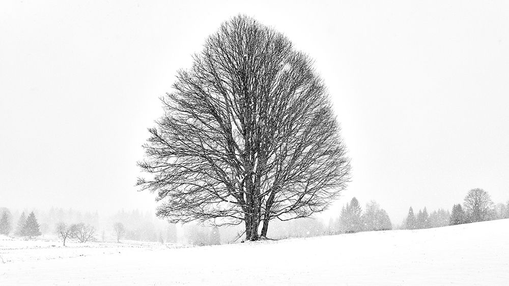 LONELY TREE art print by Martin Froyda for $57.95 CAD