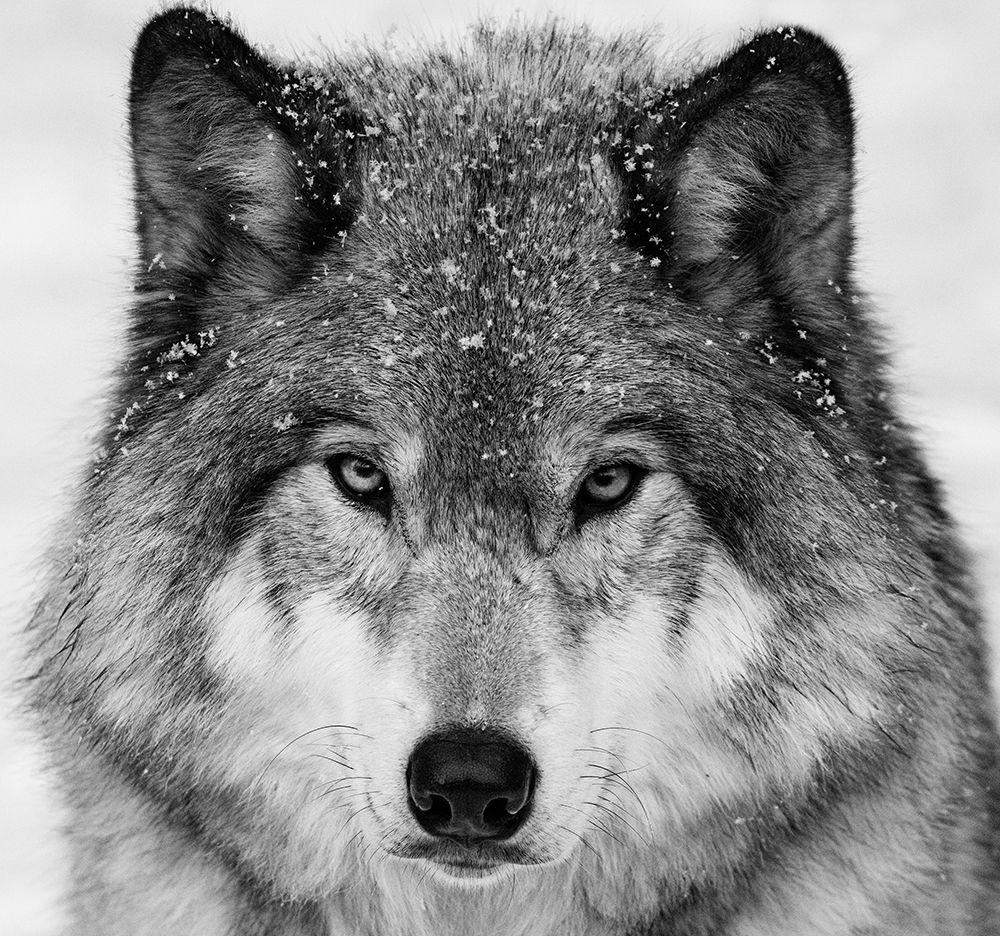 Wolf Portrait art print by Mircea Costina for $57.95 CAD