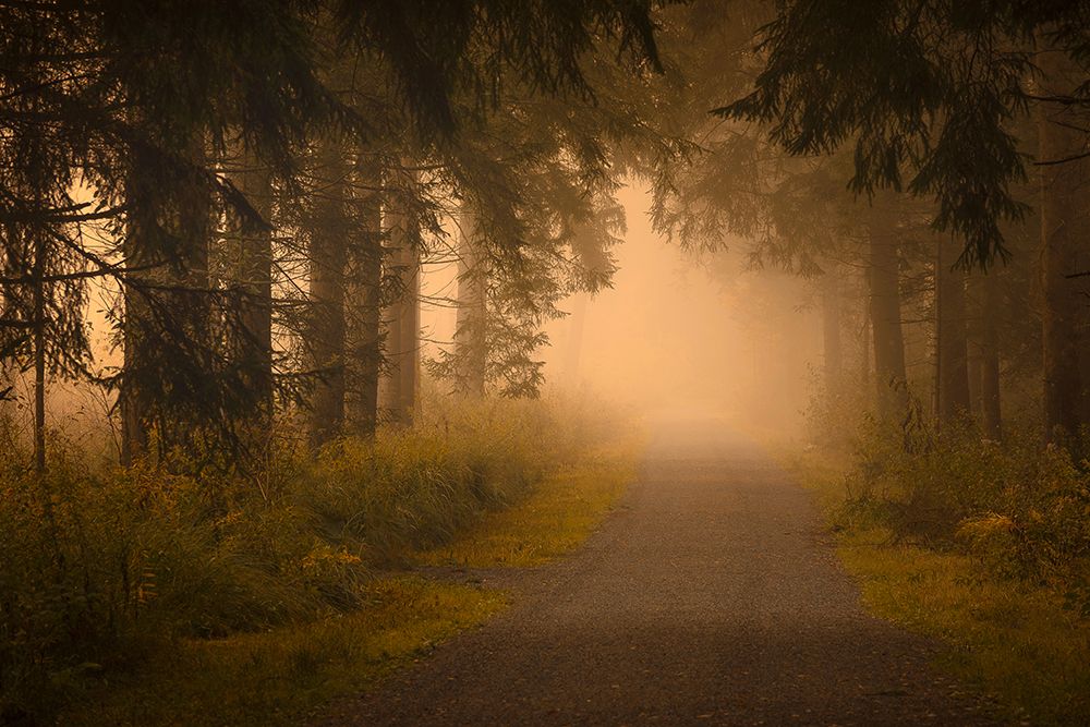 On the way into the fog art print by Norbert Maier for $57.95 CAD