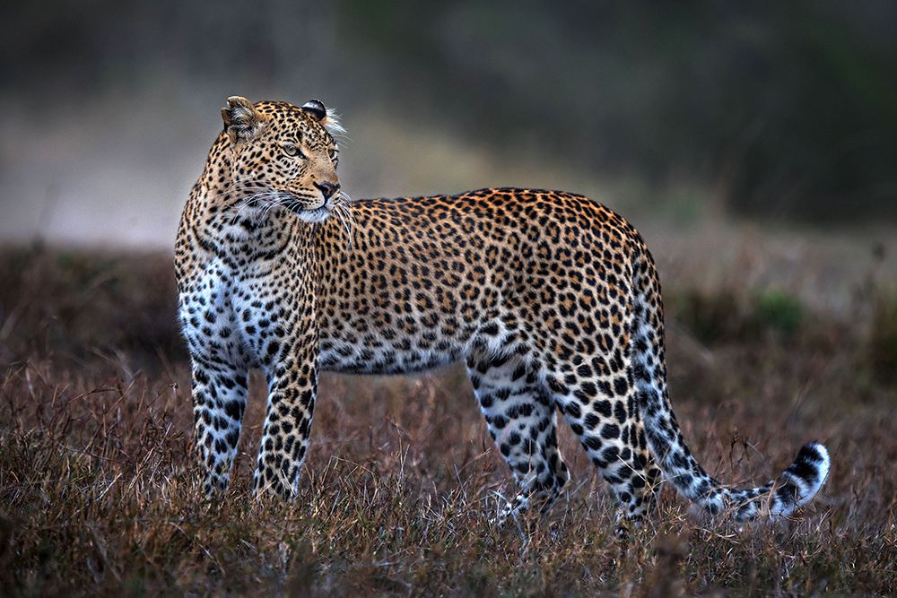 Leopard On The Prowl art print by Xavier Ortega for $57.95 CAD