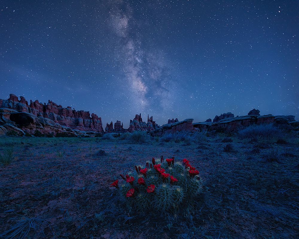 Milky Way Over Blooming Cactus In Needles District art print by Mei Xu for $57.95 CAD