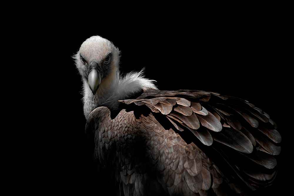 Griffon Vulture art print by Mathilde Guillemot for $57.95 CAD
