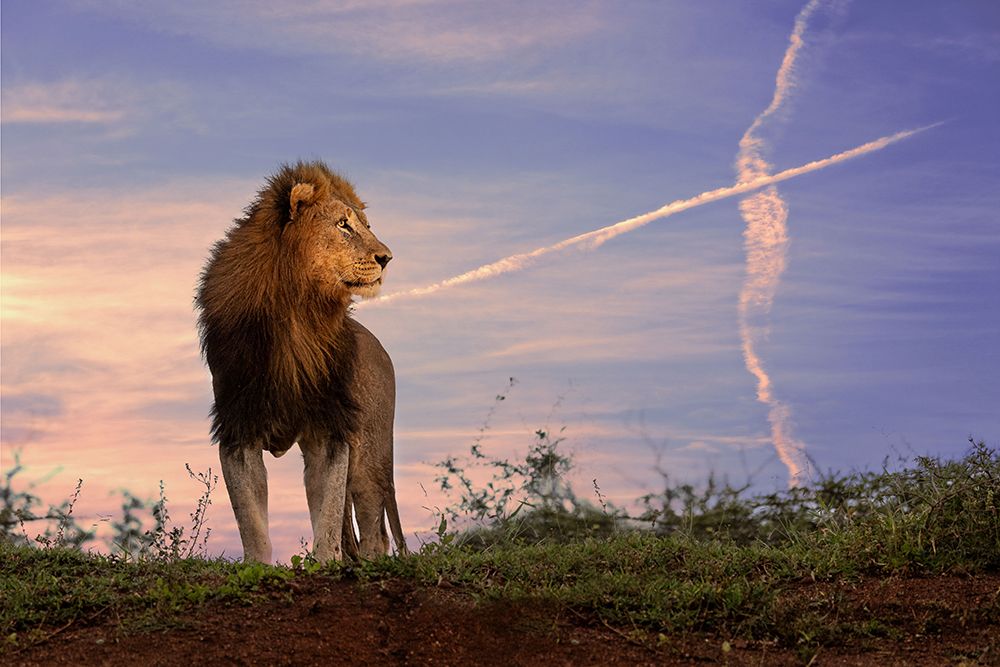 Lion King art print by Amnon Eichelberg for $57.95 CAD