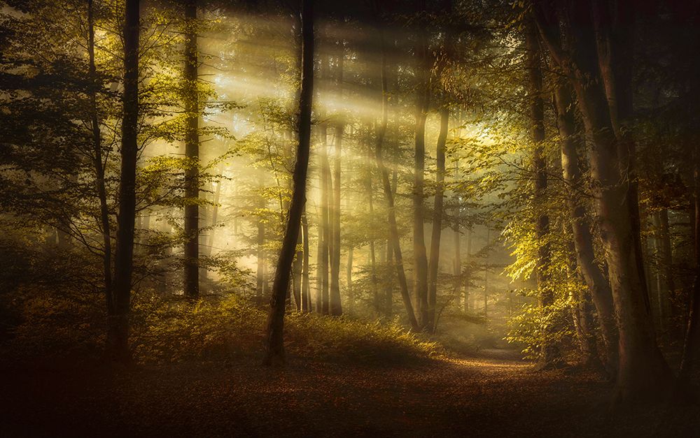 Autumnal Morning art print by Norbert Maier for $57.95 CAD