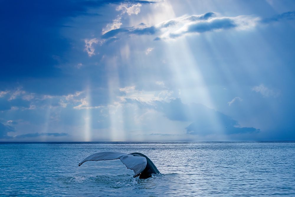 Whale And Sun Rays art print by Mircea Costina for $57.95 CAD