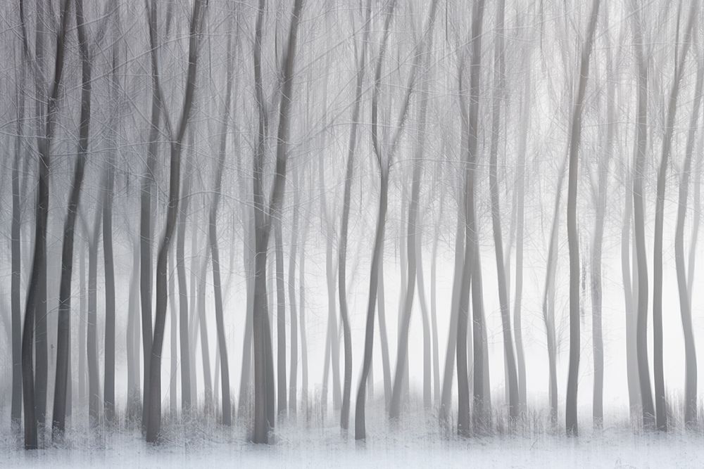 Trees art print by Marco Galimberti for $57.95 CAD