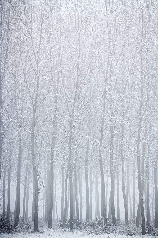 Long Trees art print by Marco Galimberti for $57.95 CAD