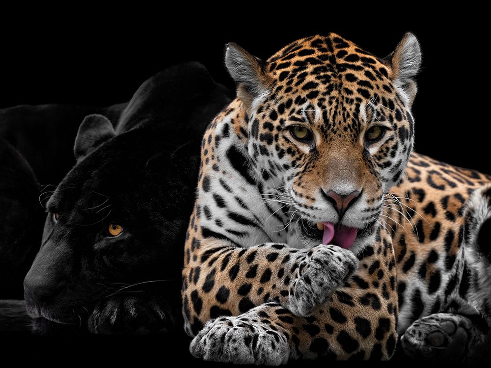 Mr And Mrs Jaguar - Panthera Onca art print by Mathilde Guillemot for $57.95 CAD