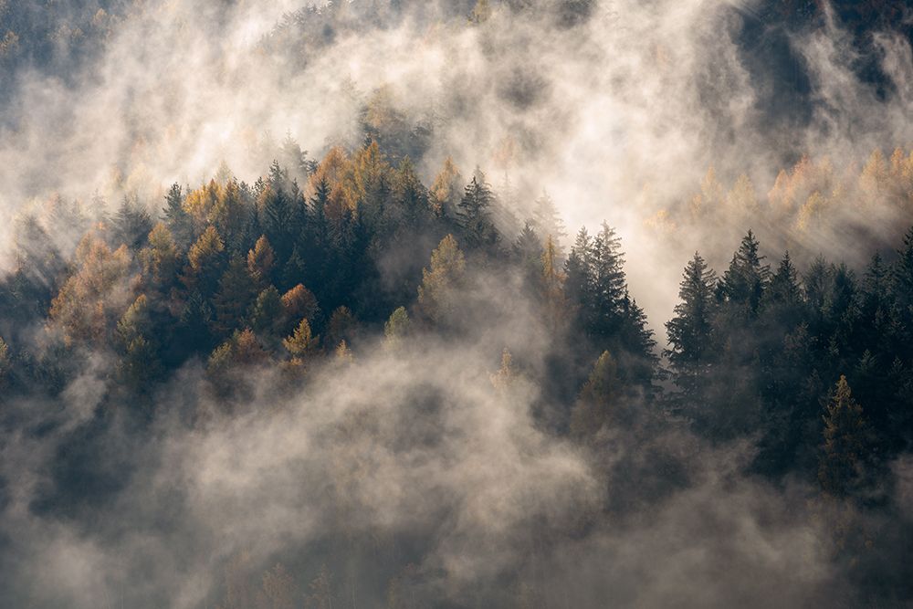Fog In The Trees art print by Marco Galimberti for $57.95 CAD