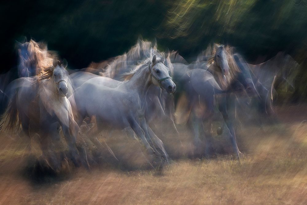 horses running art print by Milan Malovrh for $57.95 CAD