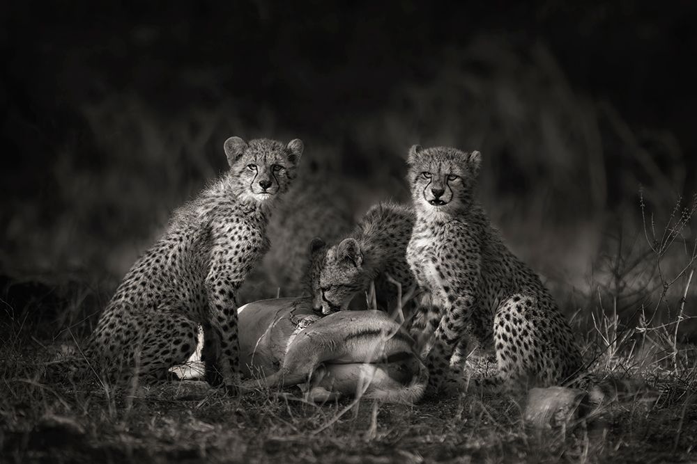 Cheetah Cubs art print by Mario Moreno for $57.95 CAD