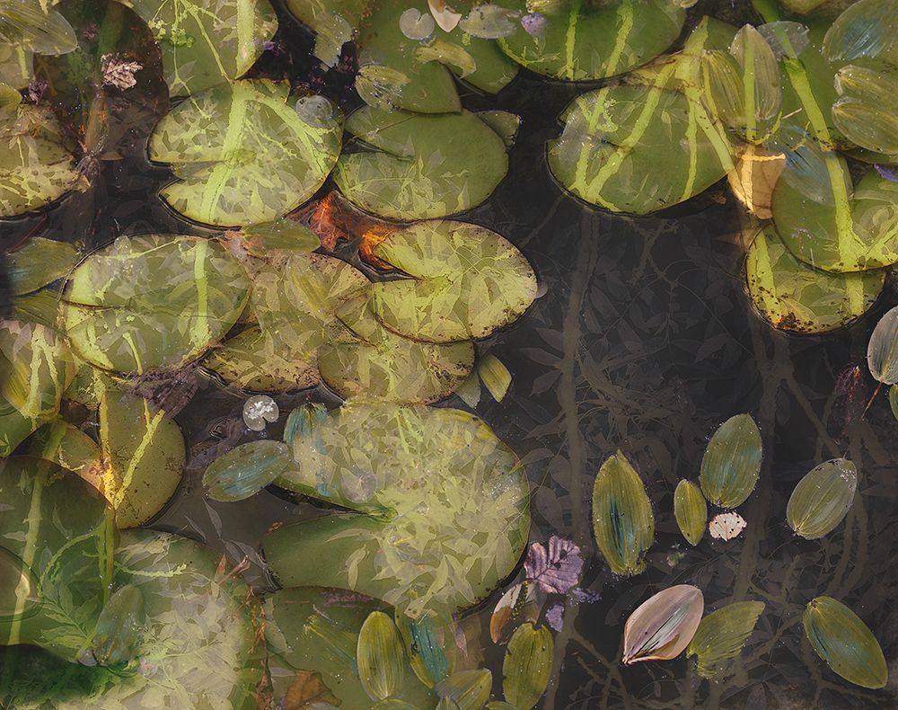 Pond Plants art print by Nel Talen for $57.95 CAD