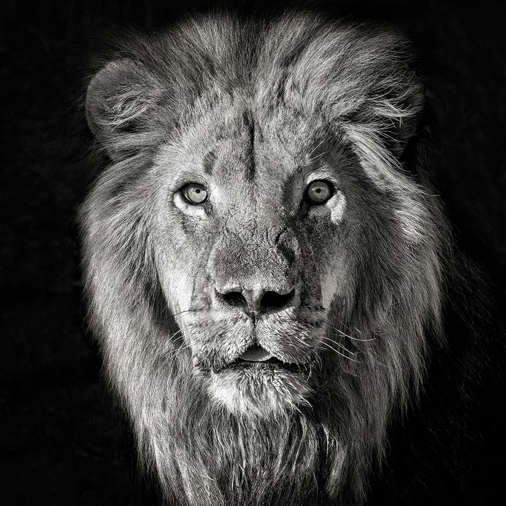 Lion Portrait- Panthera Leo art print by Mathilde Guillemot for $57.95 CAD