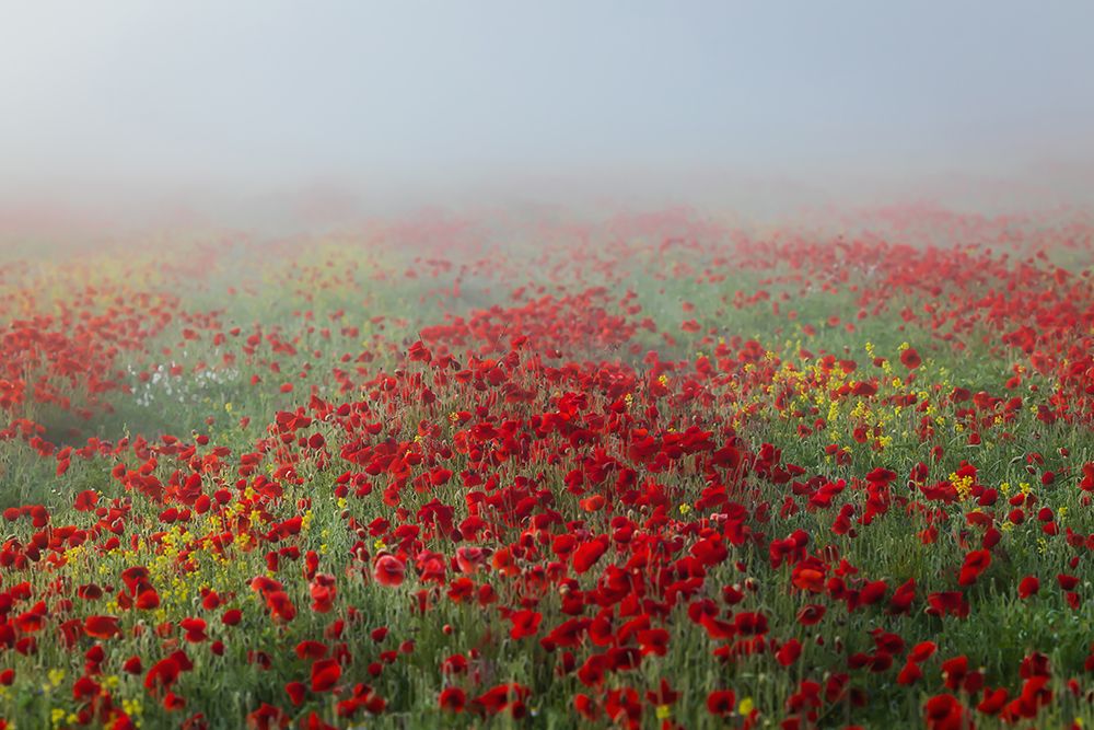 Poppies In The Fog art print by Sergio Barboni for $57.95 CAD