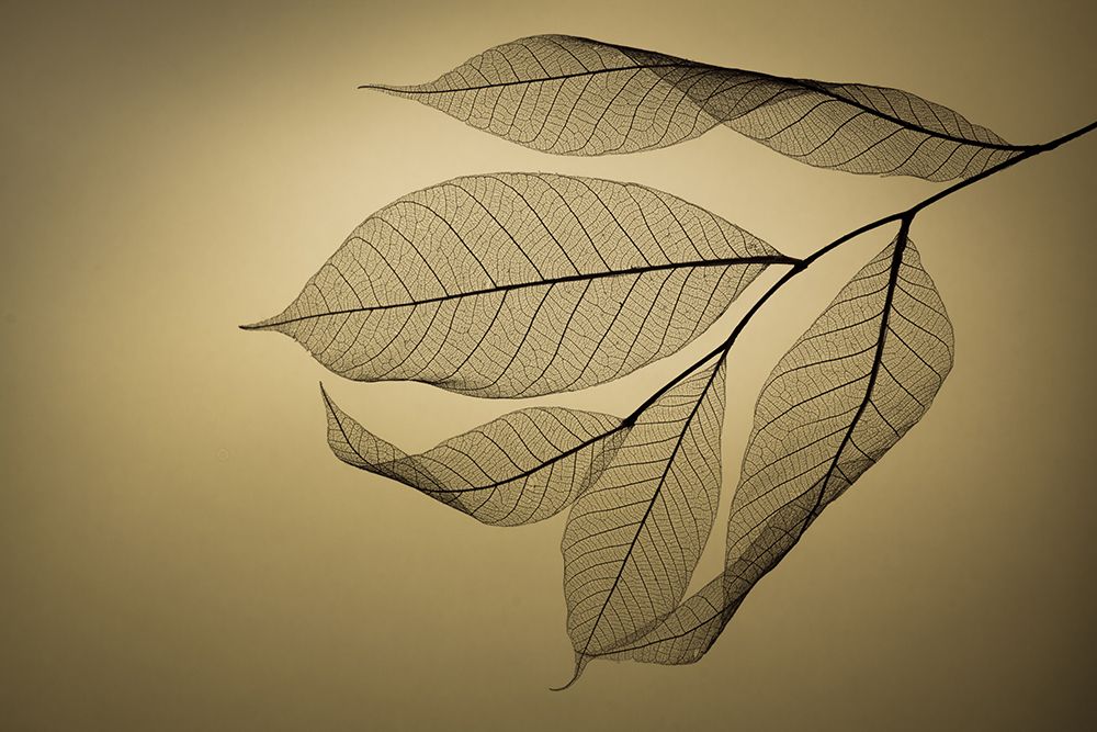 Leaf art print by Shihya Kowatari for $57.95 CAD