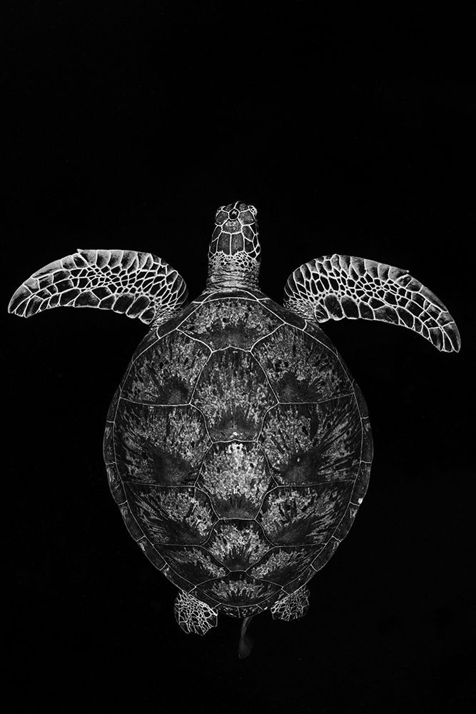 Green Turtle On Black And White art print by Barathieu Gabriel for $57.95 CAD