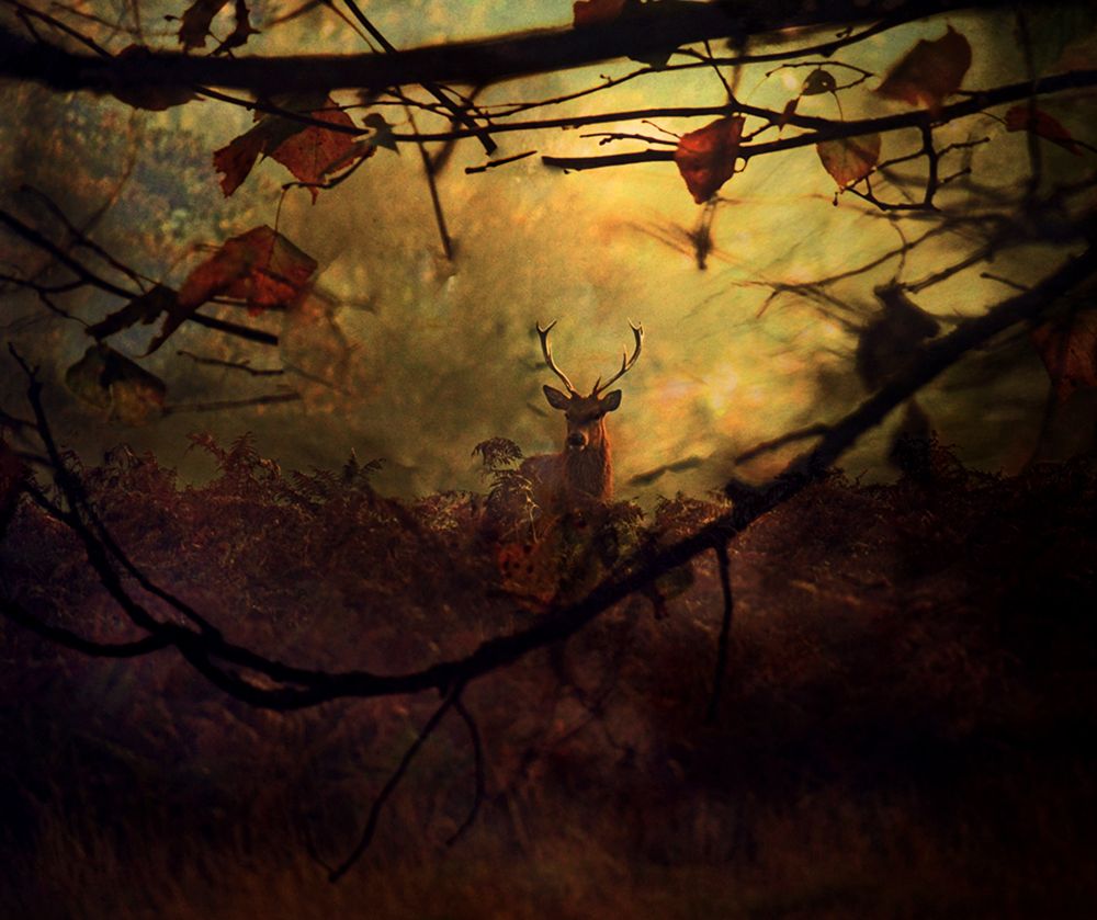 Autumn Dreams... art print by Robert Fabrowski for $57.95 CAD