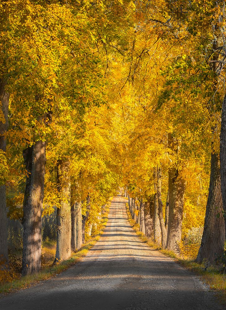 Narrow Tree Avenue art print by Christian Lindsten for $57.95 CAD