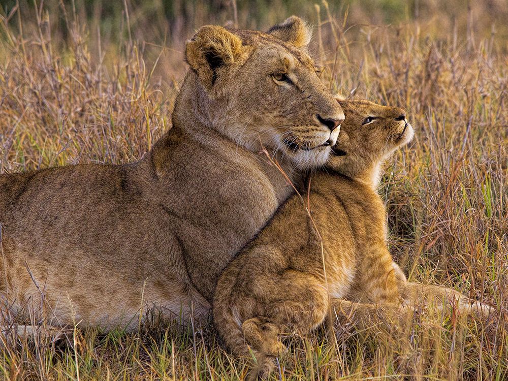 Baby Lion With Mother art print by Henry Jager for $57.95 CAD