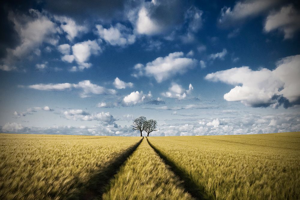 Trace A Trees 2 art print by Carsten Meyerdierks for $57.95 CAD