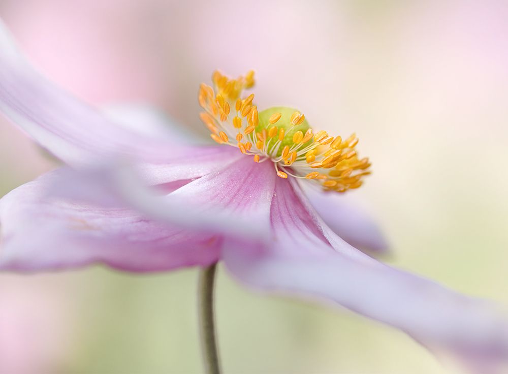 Japanese Anemone art print by Mandy Disher for $57.95 CAD