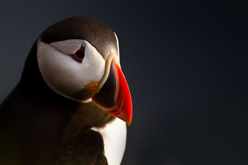 Puffin Portrait art print by Ennedi for $57.95 CAD