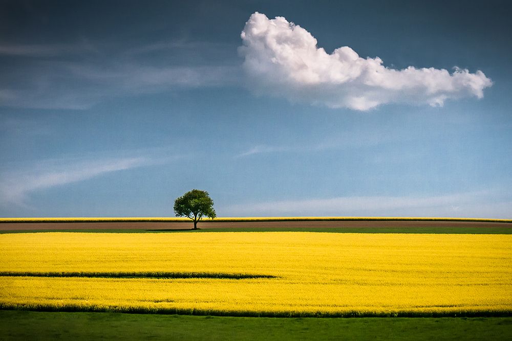 The Tree And The Cloud art print by Andreas Wonisch for $57.95 CAD