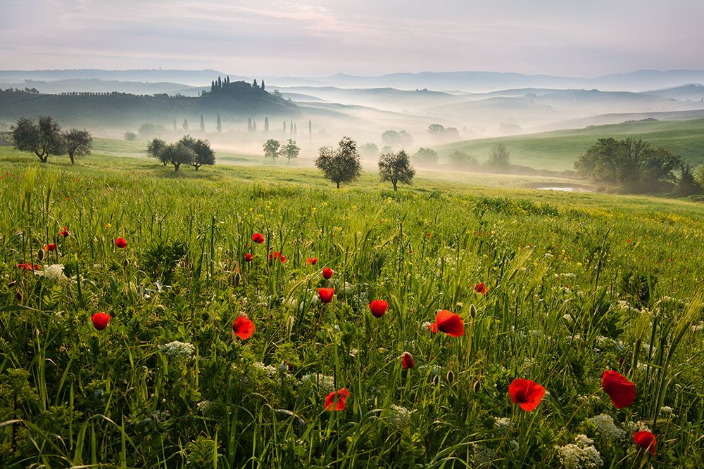 Tuscan Spring art print by Daniel Rericha for $57.95 CAD