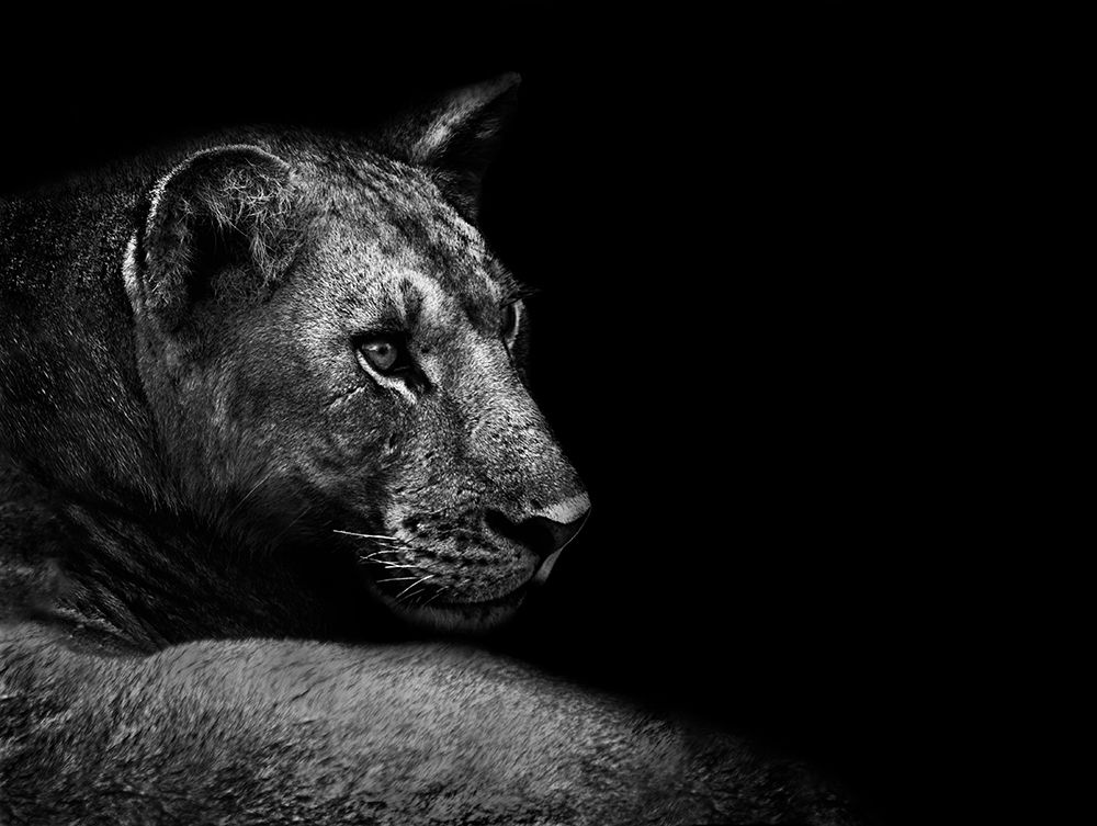 Lion art print by Wildphotoart for $57.95 CAD