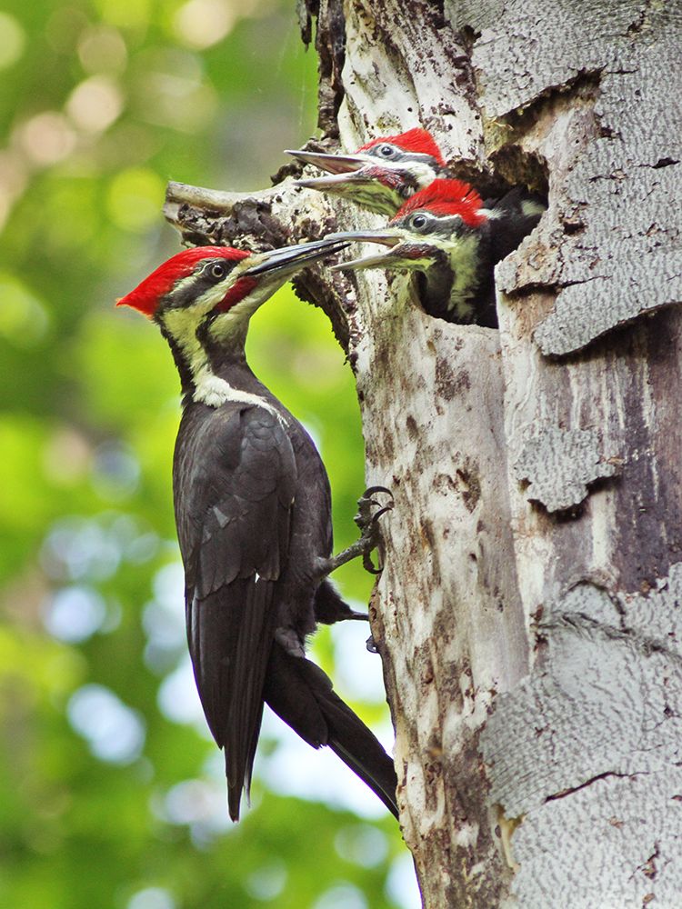 Pileated Woodpecker art print by Mircea Costina for $57.95 CAD