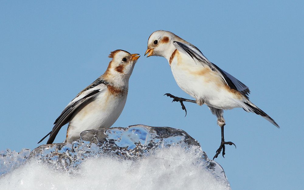Snow Buntings art print by Mircea Costina for $57.95 CAD