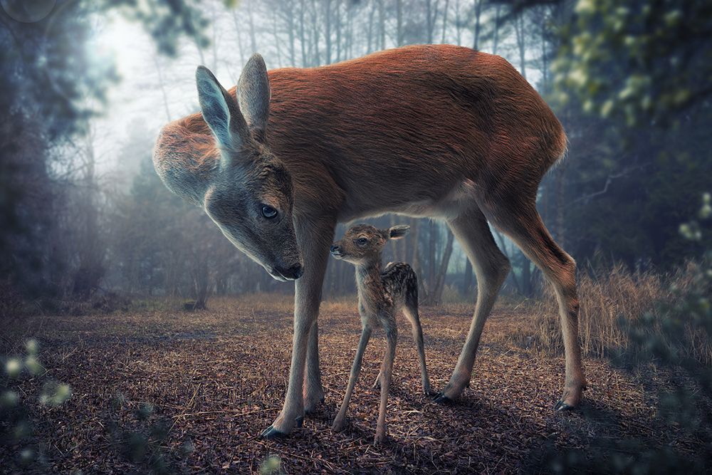 Mother And Fawn art print by John Wilhelm for $57.95 CAD