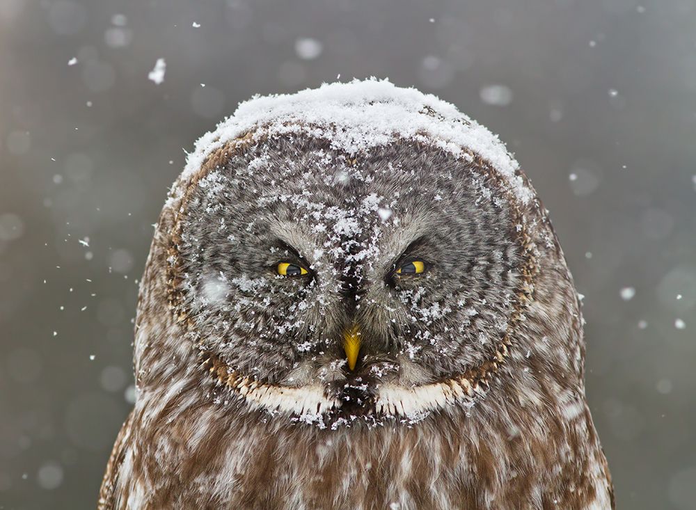 Great Grey Owl Winter Portrait art print by Mircea Costina for $57.95 CAD