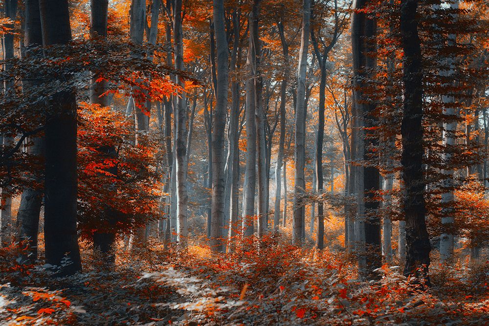 Painting Forest art print by Ildiko Neer for $57.95 CAD