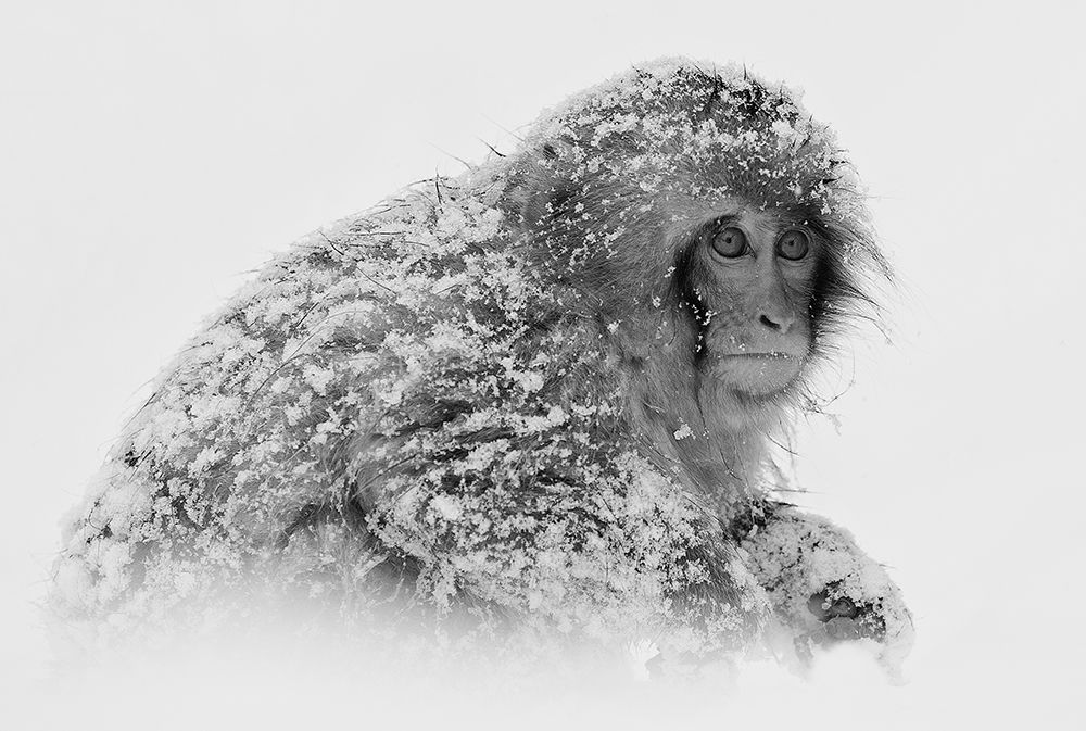Snow Monkey art print by C.S. Tjandra for $57.95 CAD