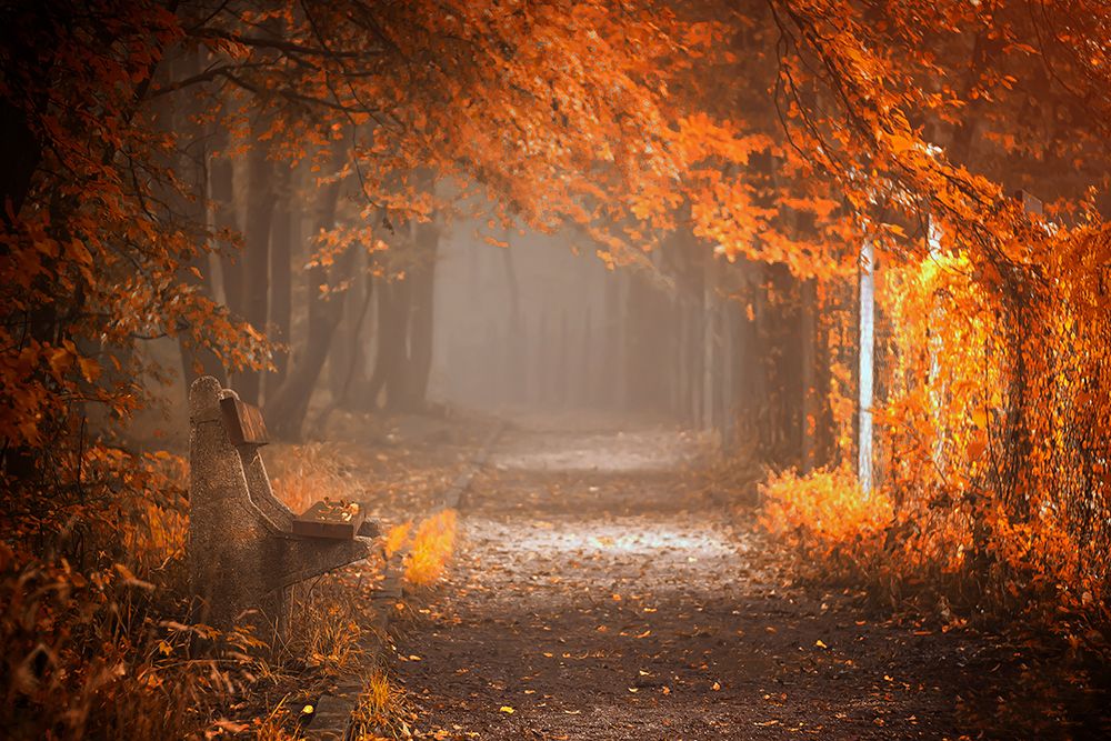 Waiting To Fall art print by Ildiko Neer for $57.95 CAD