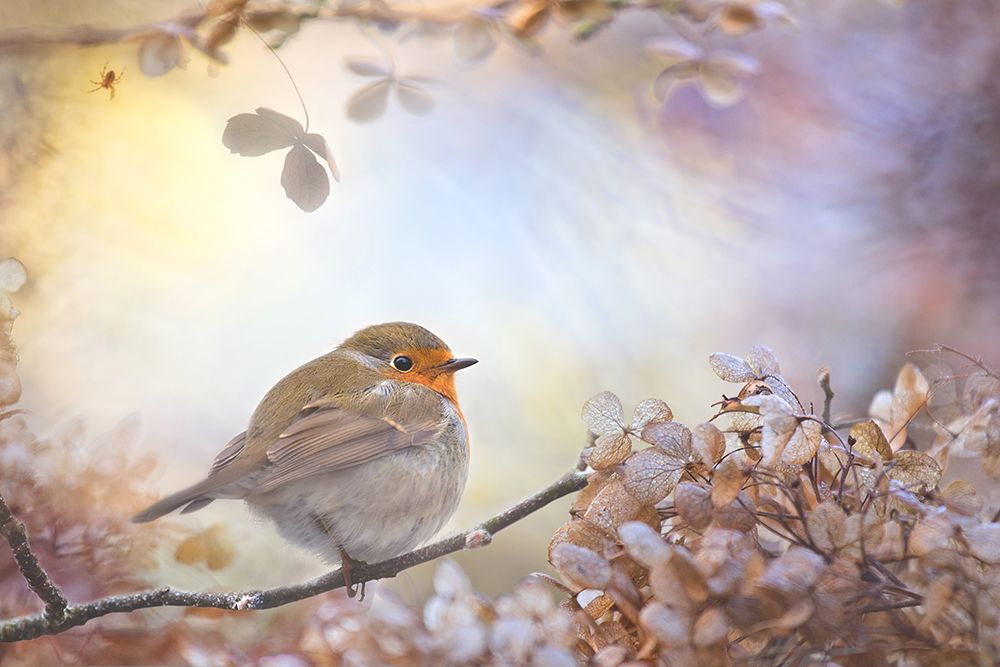 Robin On Dreams art print by Teuni for $57.95 CAD