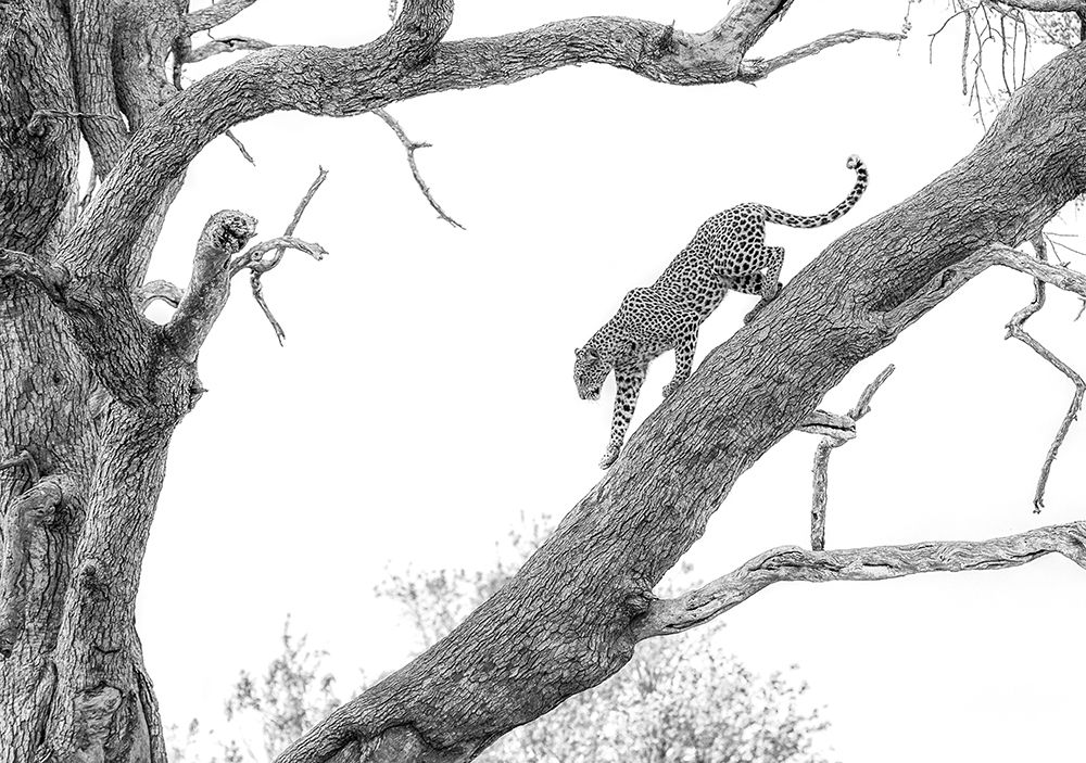 High Key Leopard art print by Jaco Marx for $57.95 CAD