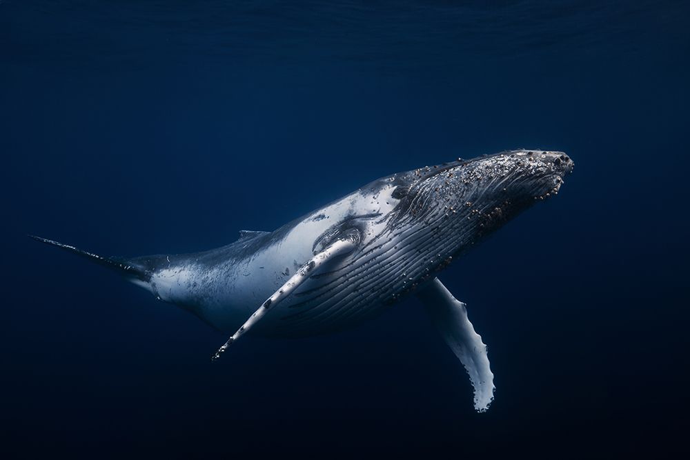 Humpback whale in blue art print by Barathieu Gabriel for $57.95 CAD