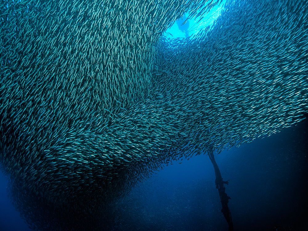 School of Sardines art print by Henry Jager for $57.95 CAD
