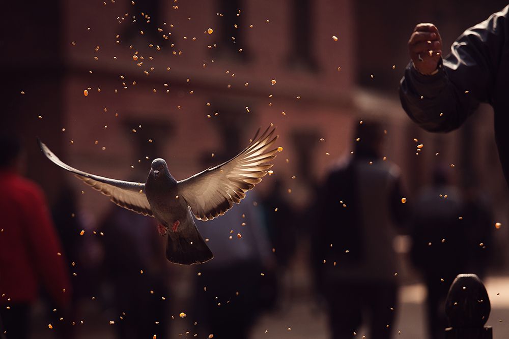 Pigeons in Patan Square, Kathmandu-Nepal art print by Dan Mirica for $57.95 CAD