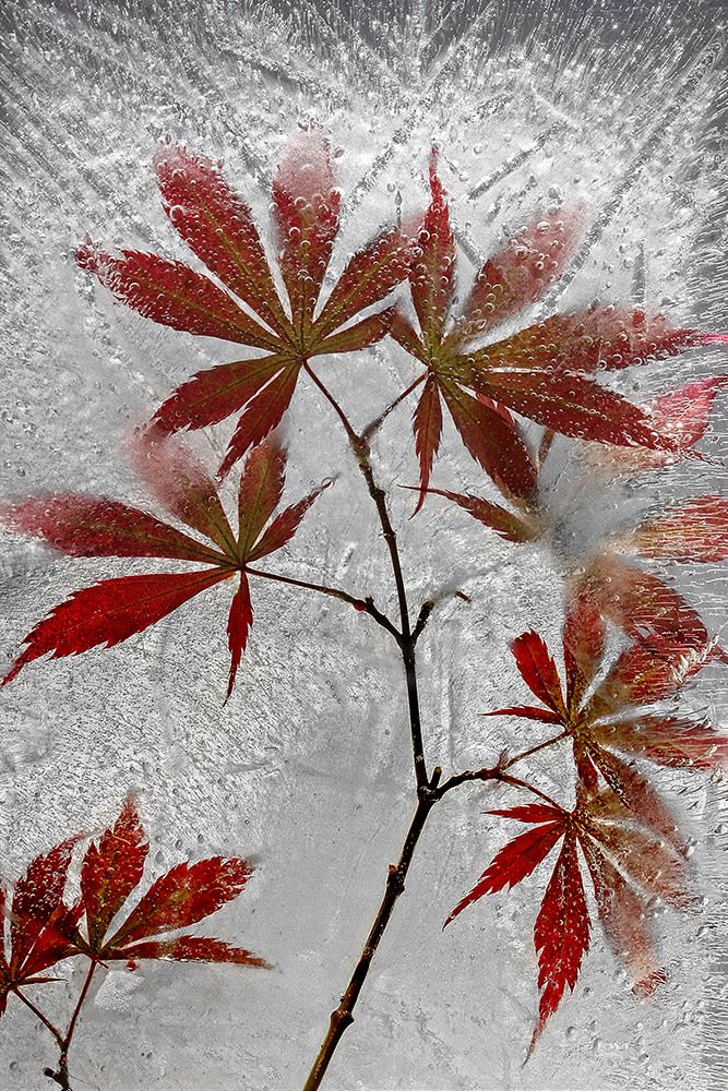 Red Maple art print by Secundino Losada for $57.95 CAD