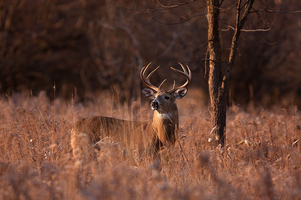 Basking In The Light - White-Tailed Buck art print by Jim Cumming for $57.95 CAD