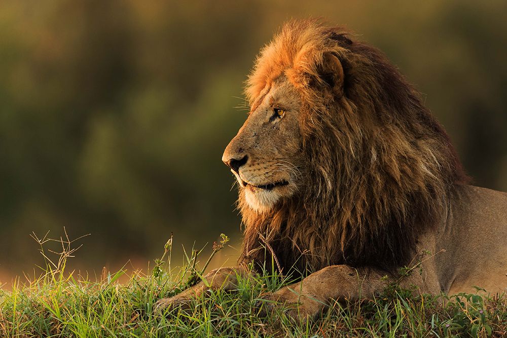 Male lion watching sunrise in Masai Mara art print by Massimo Mei for $57.95 CAD