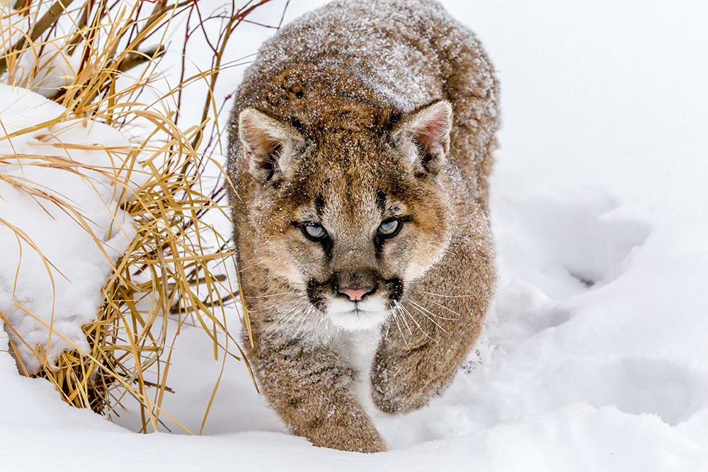 Sneaky Cougar art print by Mike Centioli for $57.95 CAD