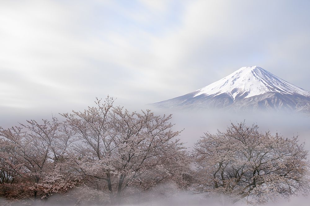 Mt.Fuji In Spring art print by Ikuo Iga for $57.95 CAD